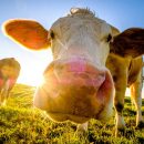 朝日の中の乳牛